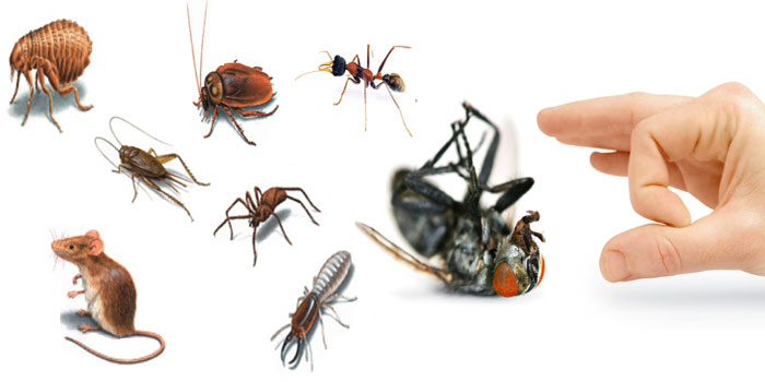 Công Ty Dịch Vụ Công Nghiệp Đức Trí Việt