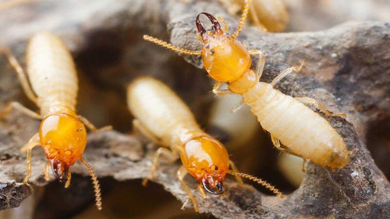 Công Ty Dịch Vụ Công Nghiệp Đức Trí Việt